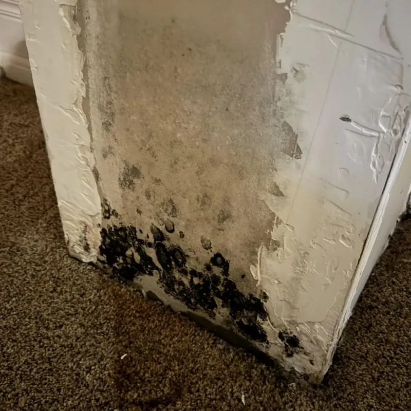 Professional Mold Removal in Merced, CA